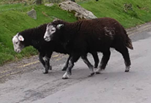 Herdwick Lambs--large
