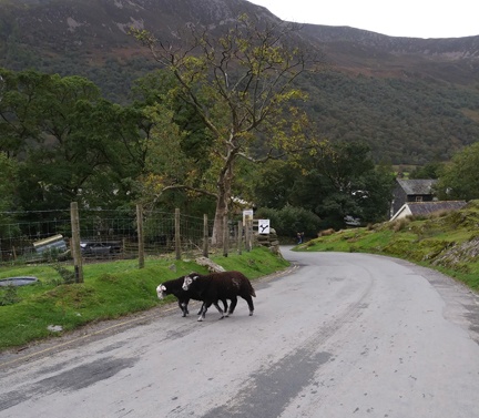Herdwick Lambs-original-72